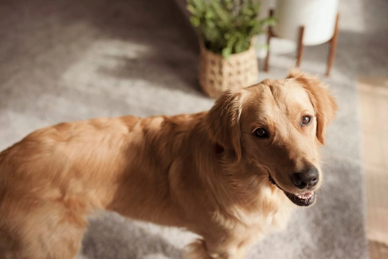 Pet Odor Removal detail 1