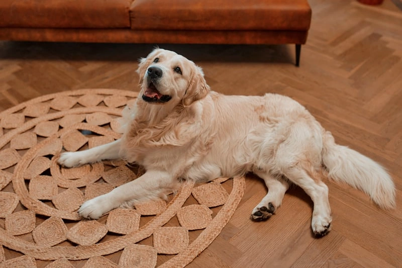 Pet Odor Removal detail 2